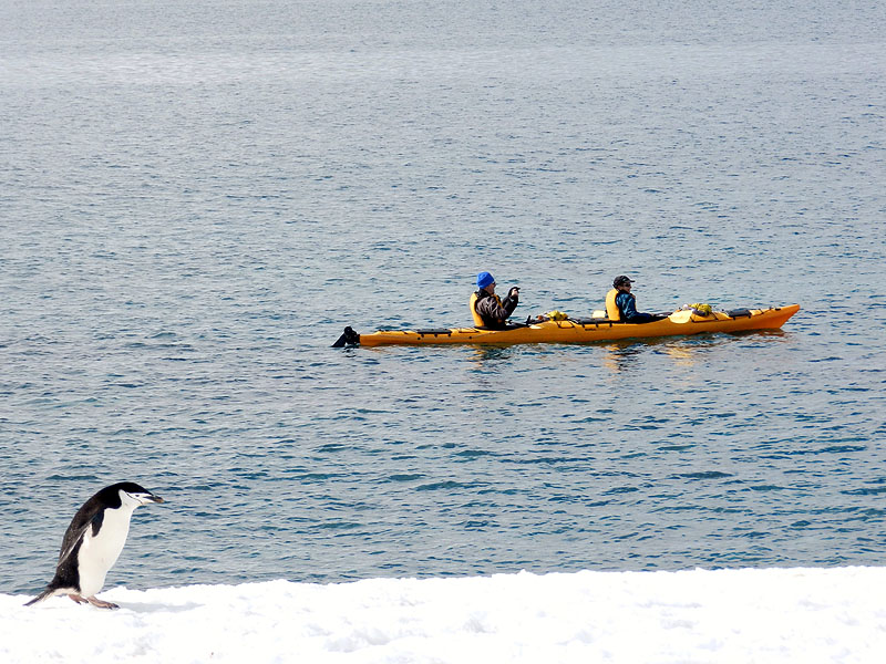 AQ1113LN1706_chinstrap-and-kayakers.jpg [&copy; Last Frontiers Ltd]