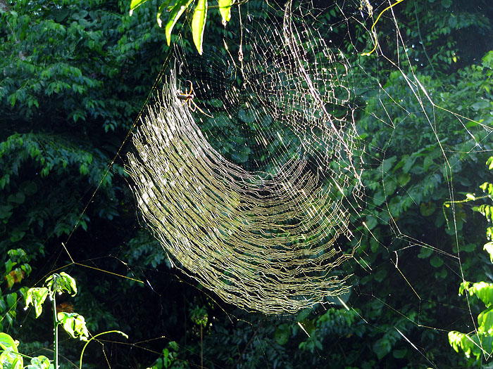 AR0411OF022_iguassu-golden-thread-spider.jpg [&copy; Last Frontiers Ltd]