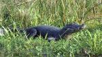 Image: Caiman - The Iber� Marshlands