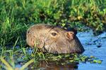 Capybara