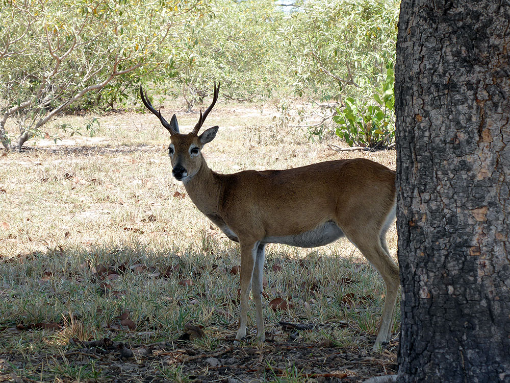 032BR1910SM_pantanal-pampas-deer.jpg [&copy; Last Frontiers Ltd]