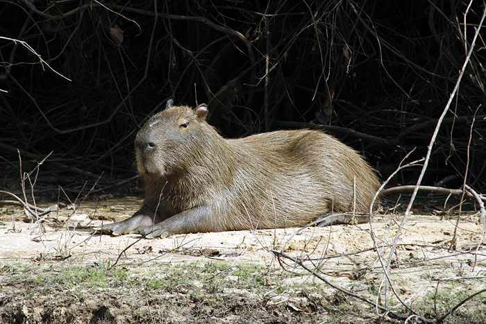 BR0511EM548_pantanal-drainage-fields-capybara.jpg [&copy; Last Frontiers Ltd]