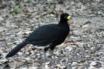 Image: Curassow - Pantanal lodges