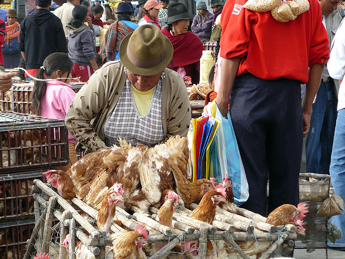 EC1208SM272_saquisili-market.jpg [&copy; Last Frontiers Ltd]