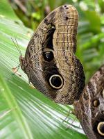 Image: Yachana Lodge - The Amazon, Ecuador