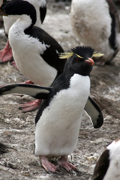 FK0310LD0274_saunders-rockhopper-penguin.jpg [&copy; Last Frontiers Ltd]