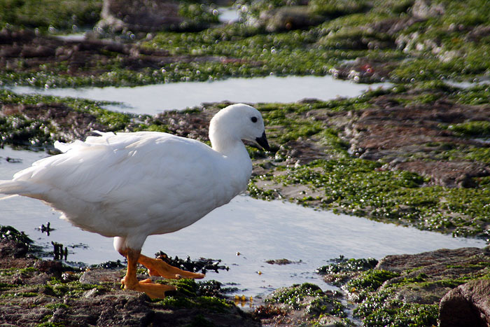 FK0310LD0430_carcass-male-kelp-goose.jpg [&copy; Last Frontiers Ltd]