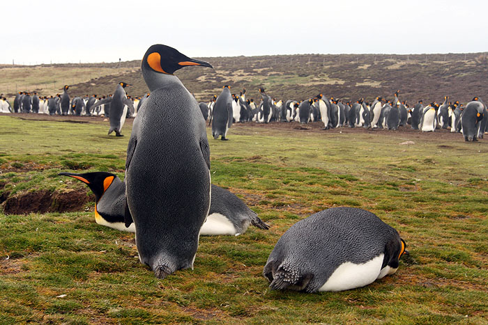 FK0310LD0732_volunteer-point-king-penguins.jpg [&copy; Last Frontiers Ltd]
