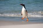 Image: Carcass Island - West Falkland