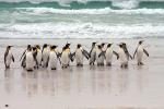 Image: Volunteer Point - East Falkland