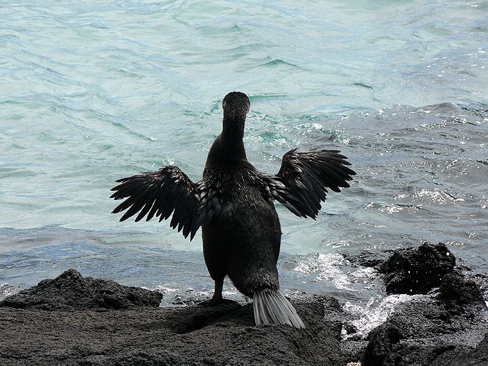 GP0310SM262_punta-espinoza-fernandina-flightless-cormorant.jpg [&copy; Last Frontiers Ltd]