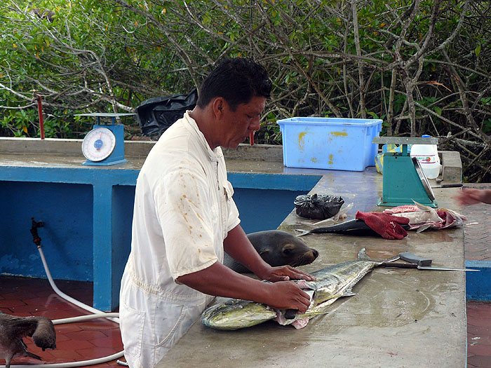GP0310SM315_puerto-ayora-fish-market.jpg [&copy; Last Frontiers Ltd]