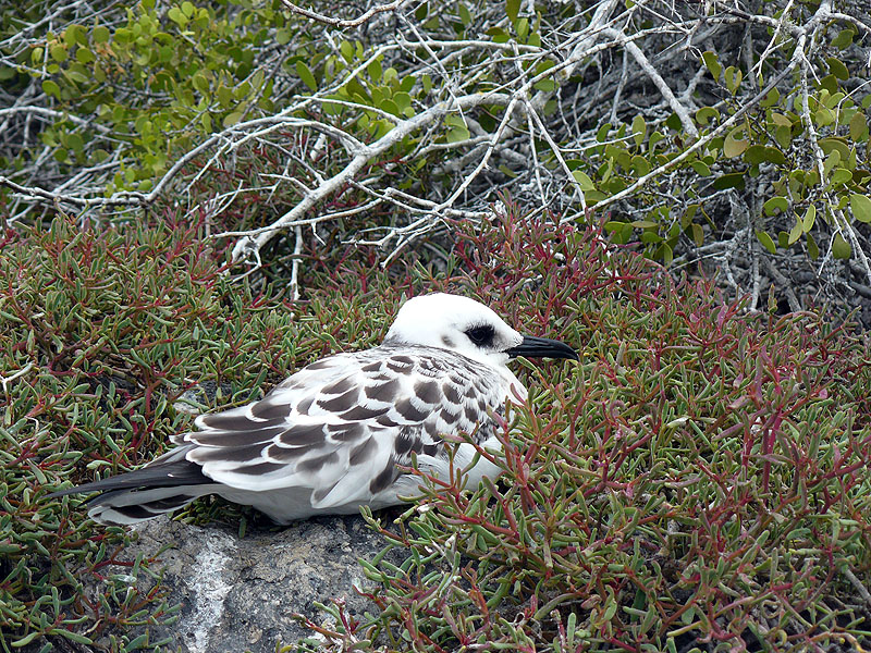 GP0917NL0388_plazas-baby-gull.jpg [&copy; Last Frontiers Ltd]