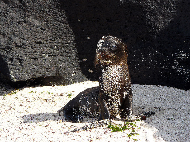 GP0917NL0445_espanola.jpg [&copy; Last Frontiers Ltd]