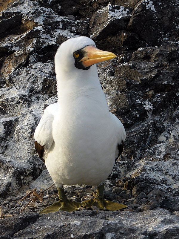 GP0917NL0465_espanola-nazca-booby.jpg [&copy; Last Frontiers Ltd]