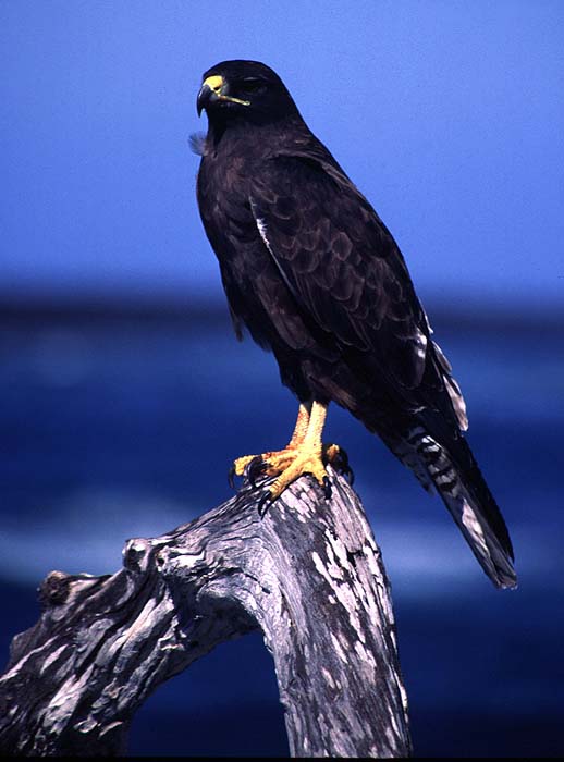 GP1196EP008_hawk.jpg [&copy; Last Frontiers Ltd]