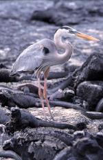 Image: Great blue heron - Galapagos yachts and cruises