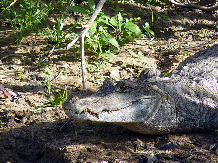 GY0409SM452_caiman.jpg [&copy; Last Frontiers Ltd]