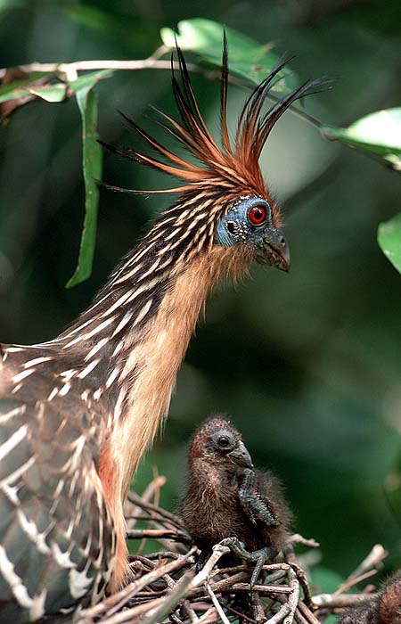 HOATZIN_AND_CHICK.jpg [&copy; Last Frontiers Ltd]