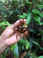 Image: Surama - The Central forest zone