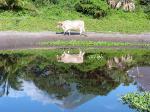 Image: Ometepe - Granada and Ometepe