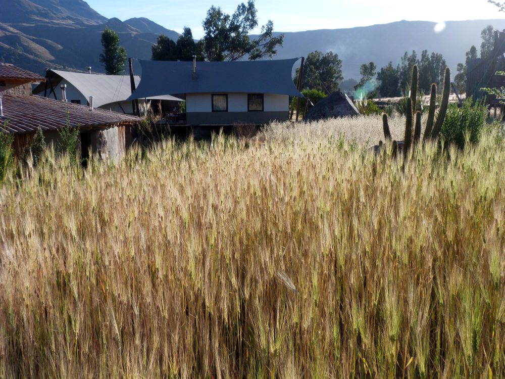 PE2506PC050_puqio-gardens.jpg [&copy; Last Frontiers Ltd]